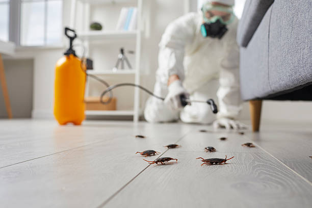 Post-Treatment Bed Bug Interceptor Monitoring in Johnson City